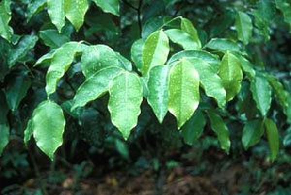 Agarwood Leaf