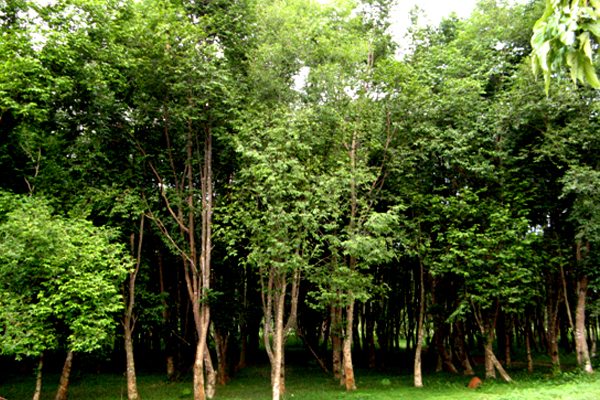 agarwood tree